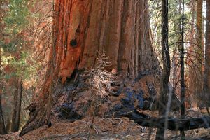 Sequoia National Park